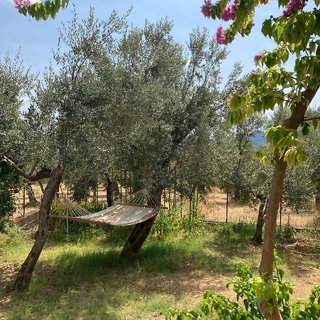 Casa Sisu-Appartamento Immerso Negli Ulivi Sant'Elia Fiumerapido Bagian luar foto