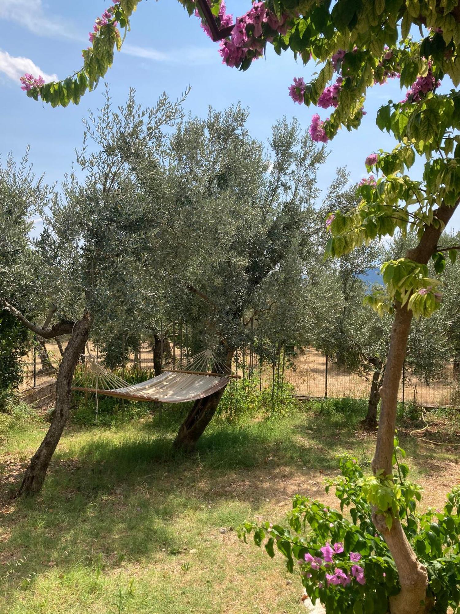 Casa Sisu-Appartamento Immerso Negli Ulivi Sant'Elia Fiumerapido Bagian luar foto