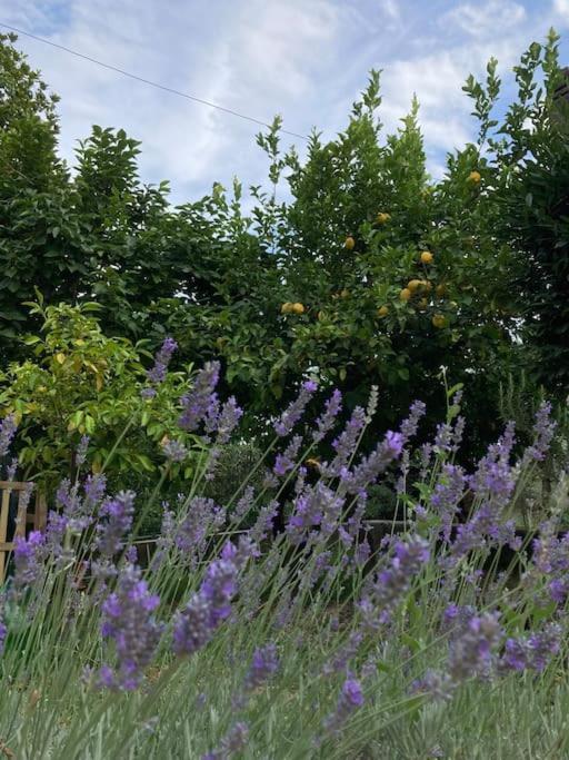 Casa Sisu-Appartamento Immerso Negli Ulivi Sant'Elia Fiumerapido Bagian luar foto