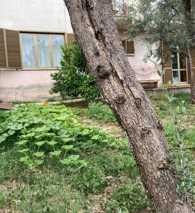 Casa Sisu-Appartamento Immerso Negli Ulivi Sant'Elia Fiumerapido Bagian luar foto