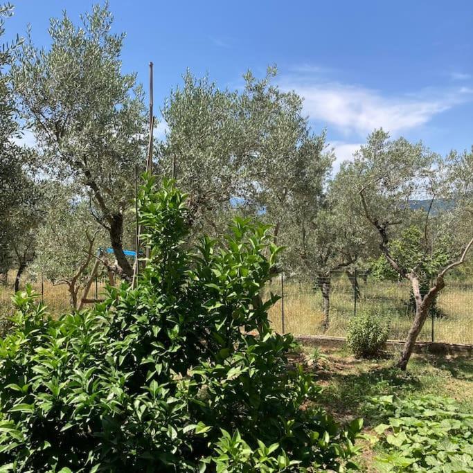 Casa Sisu-Appartamento Immerso Negli Ulivi Sant'Elia Fiumerapido Bagian luar foto