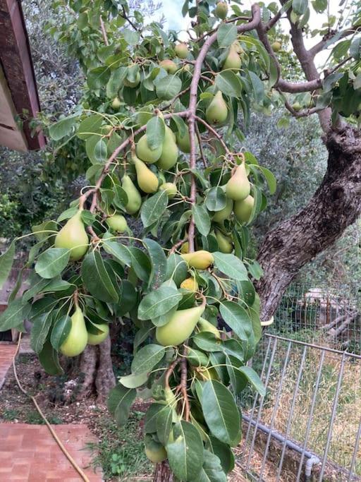 Casa Sisu-Appartamento Immerso Negli Ulivi Sant'Elia Fiumerapido Bagian luar foto